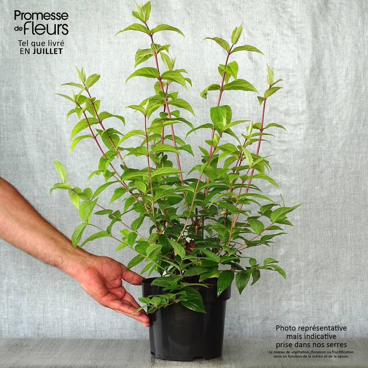Deutzia hybrida Strawberry Fields - Deutzie Pot de 2L/3L - Image 2
