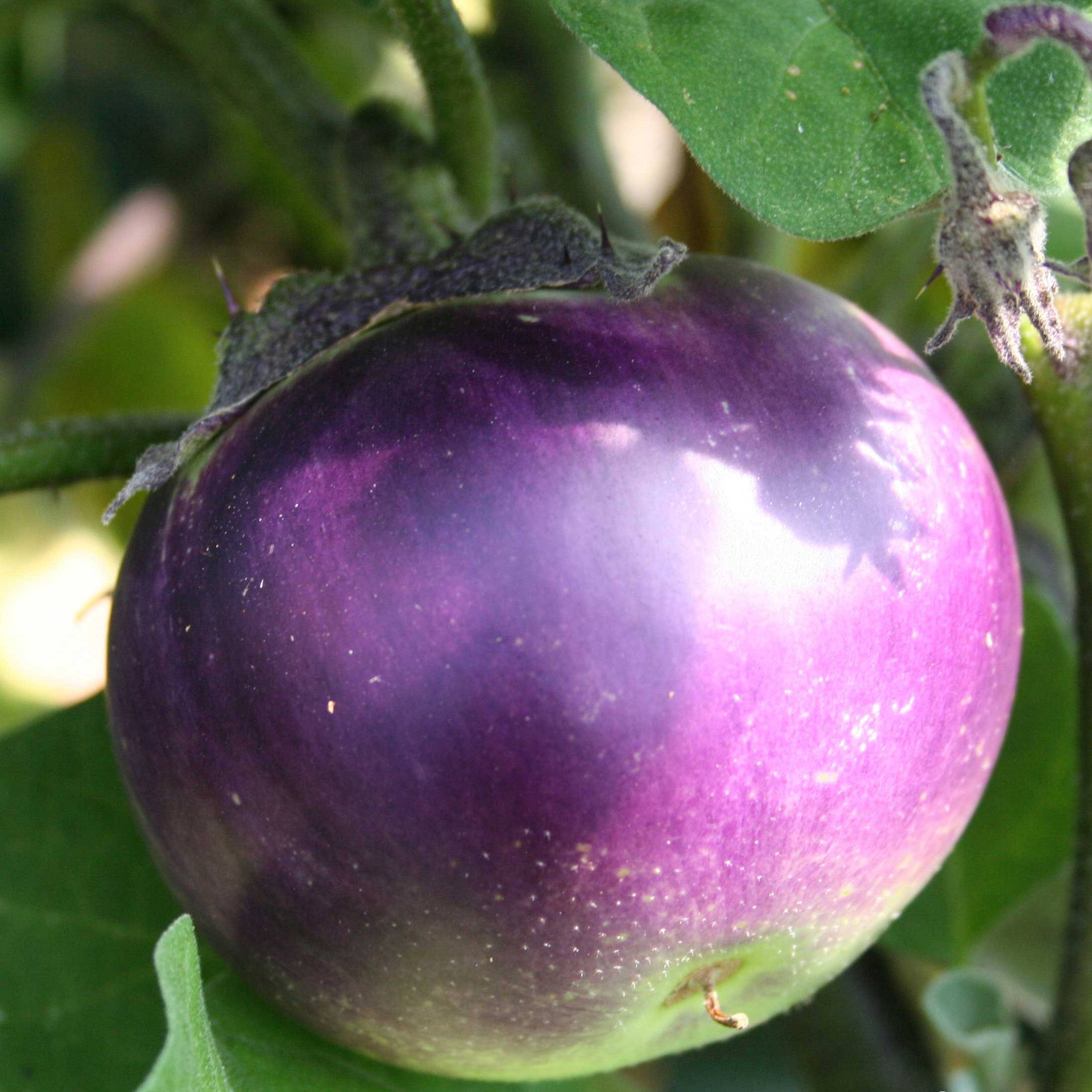 Promesse de Fleurs - Aubergine Ronde de Valence - Solanum melongena le sachet de 400 graines environ (2g)