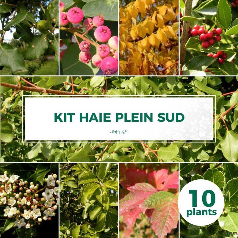 Haie Plein Sud - 10 arbustes -  - Pépinières Naudet - Imagen 1