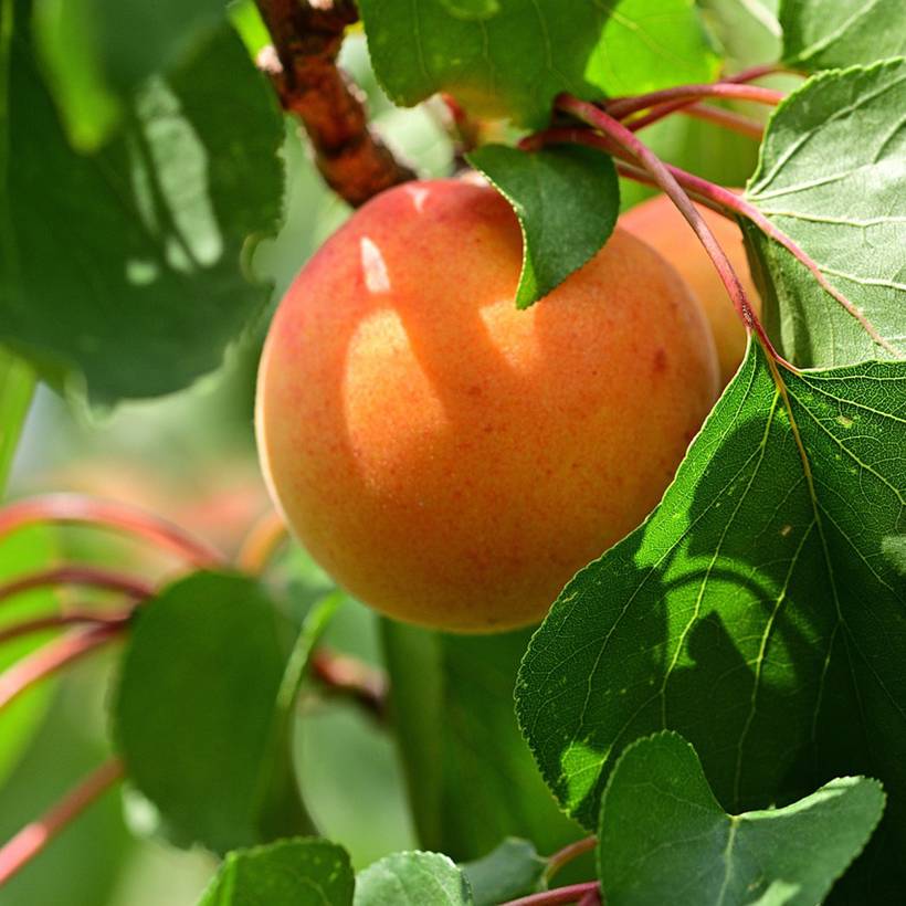 Promesse de Fleurs - Abricotier - Prunus armeniaca Meilleur de Hongrie Pot de 7,5L/10L, Gobelet