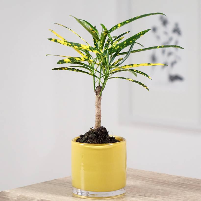 Croton Pictum - Codiaeum Mini-plante