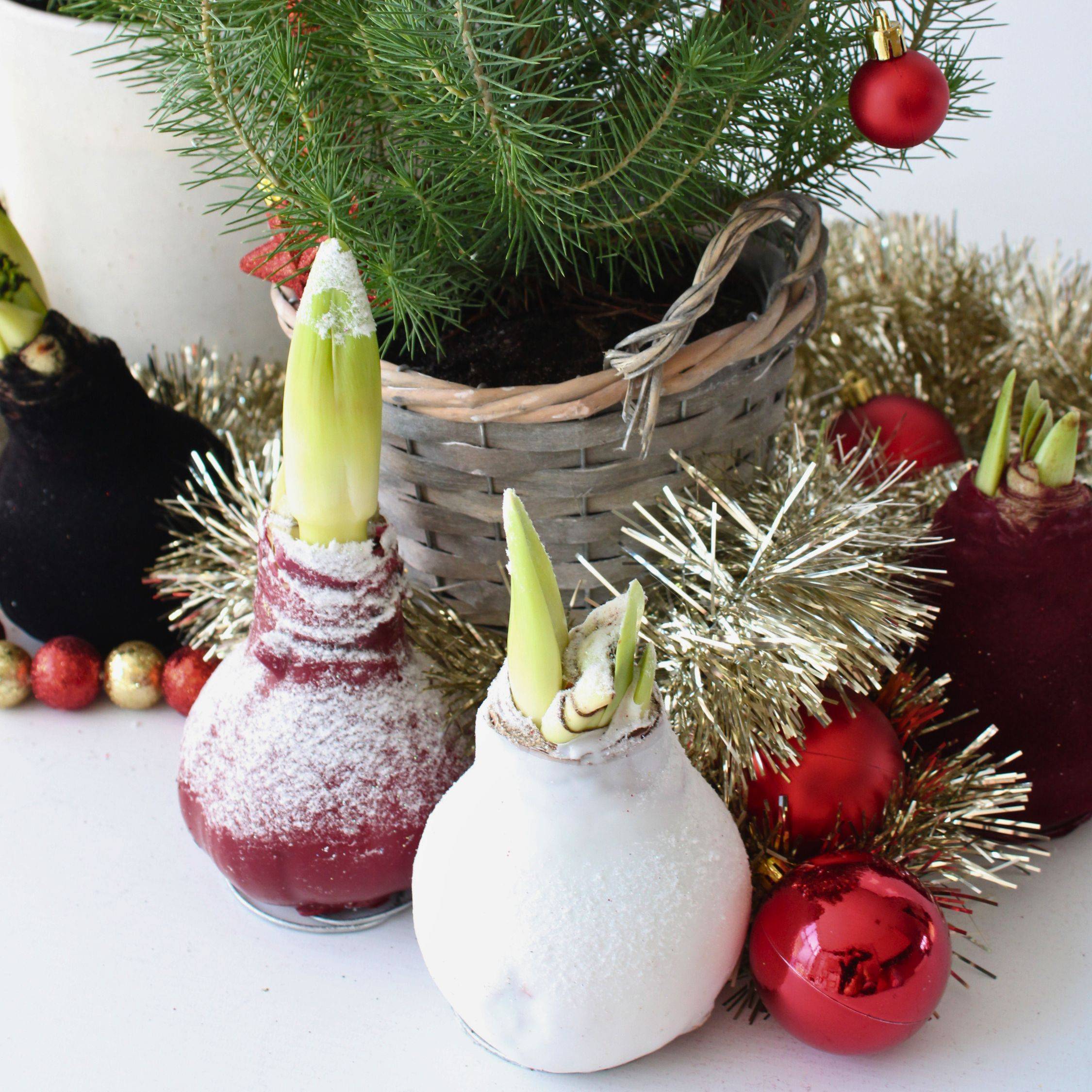 Plant In A Box - Amaryllis - Hippeastrum 'Wax Snow White' - Bulbe de fleur - Rouge - Image 3