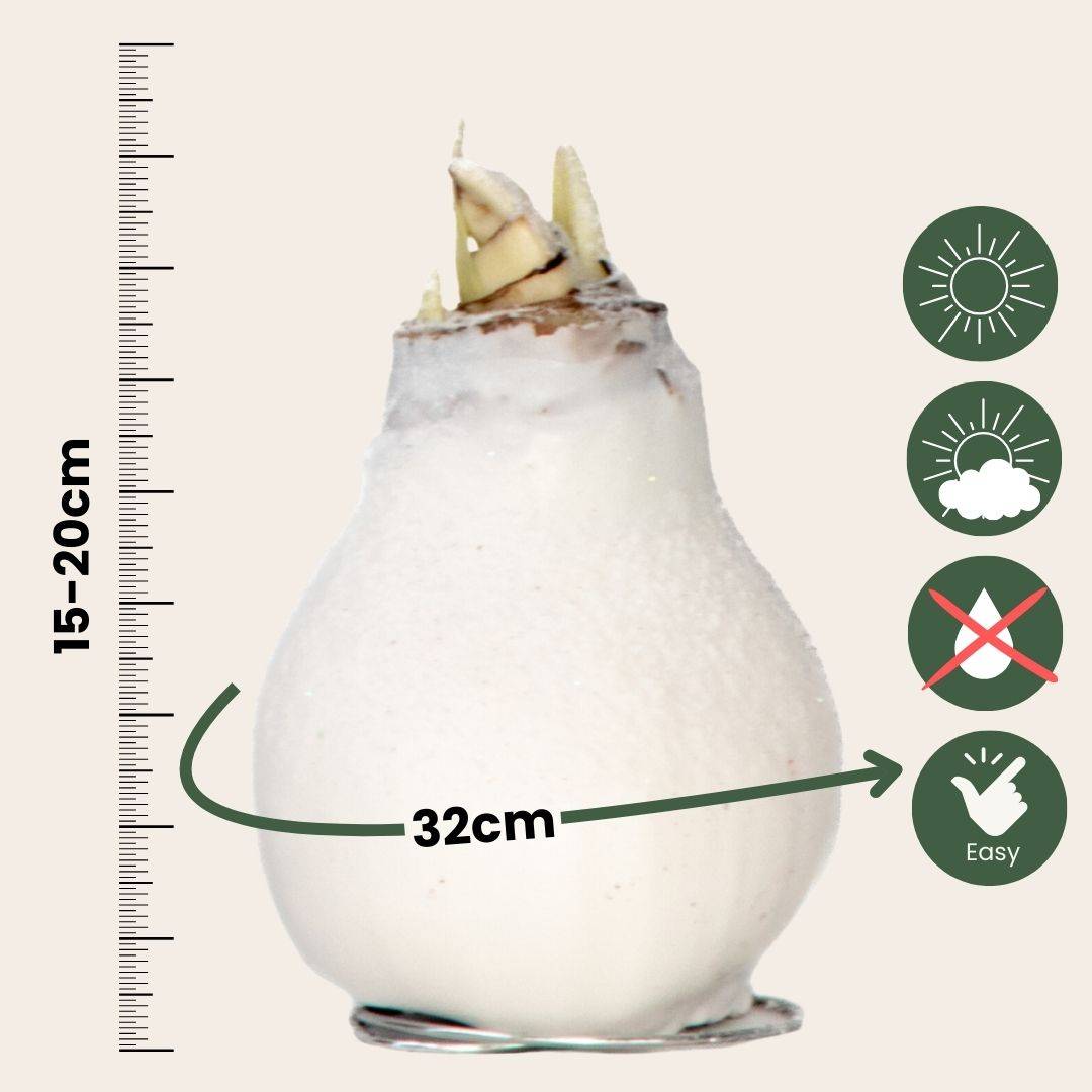 Plant In A Box - Amaryllis - Hippeastrum 'Wax Snow White' - Bulbe de fleur - Rouge - Image 5