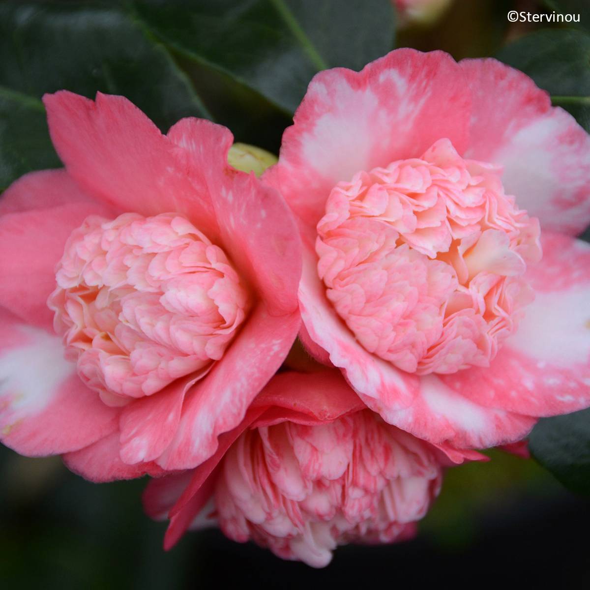 Camélia Baby Sis Pink - Camellia japonica Pot de 4L/5L