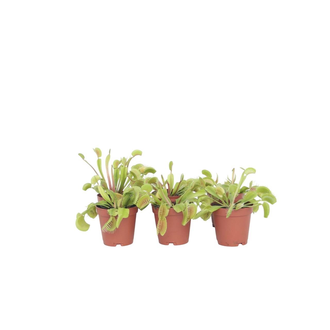 Plant In A Box - Vénus attrape-mouches - Set de 6 - Dionaea muscipula - Hauteur 5-15cm - ⌀5,5cm