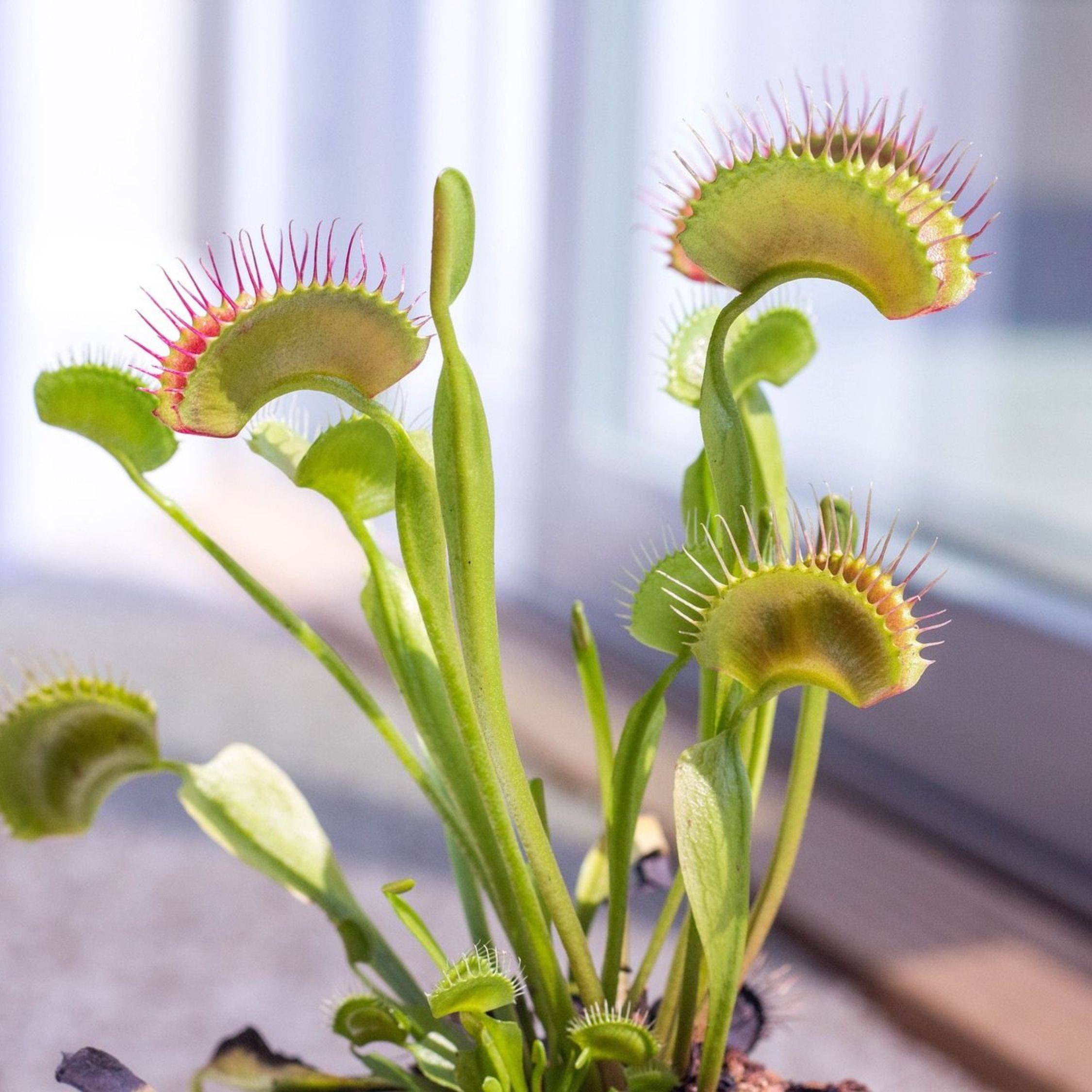 Plant In A Box - Vénus attrape-mouches - Set de 6 - Dionaea muscipula - Hauteur 5-15cm - ⌀5,5cm - Image 2