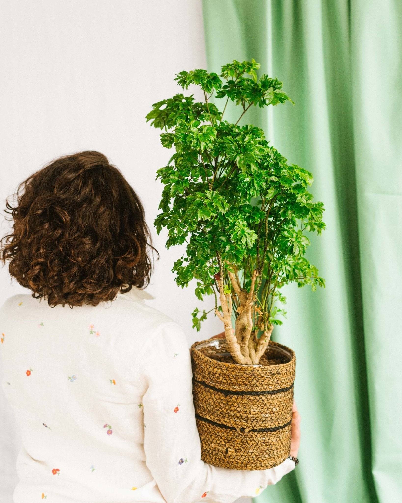La Green Touch - Polyscias Roble 60cm - Plante d'intérieur- La Green Touch - Imagen 3