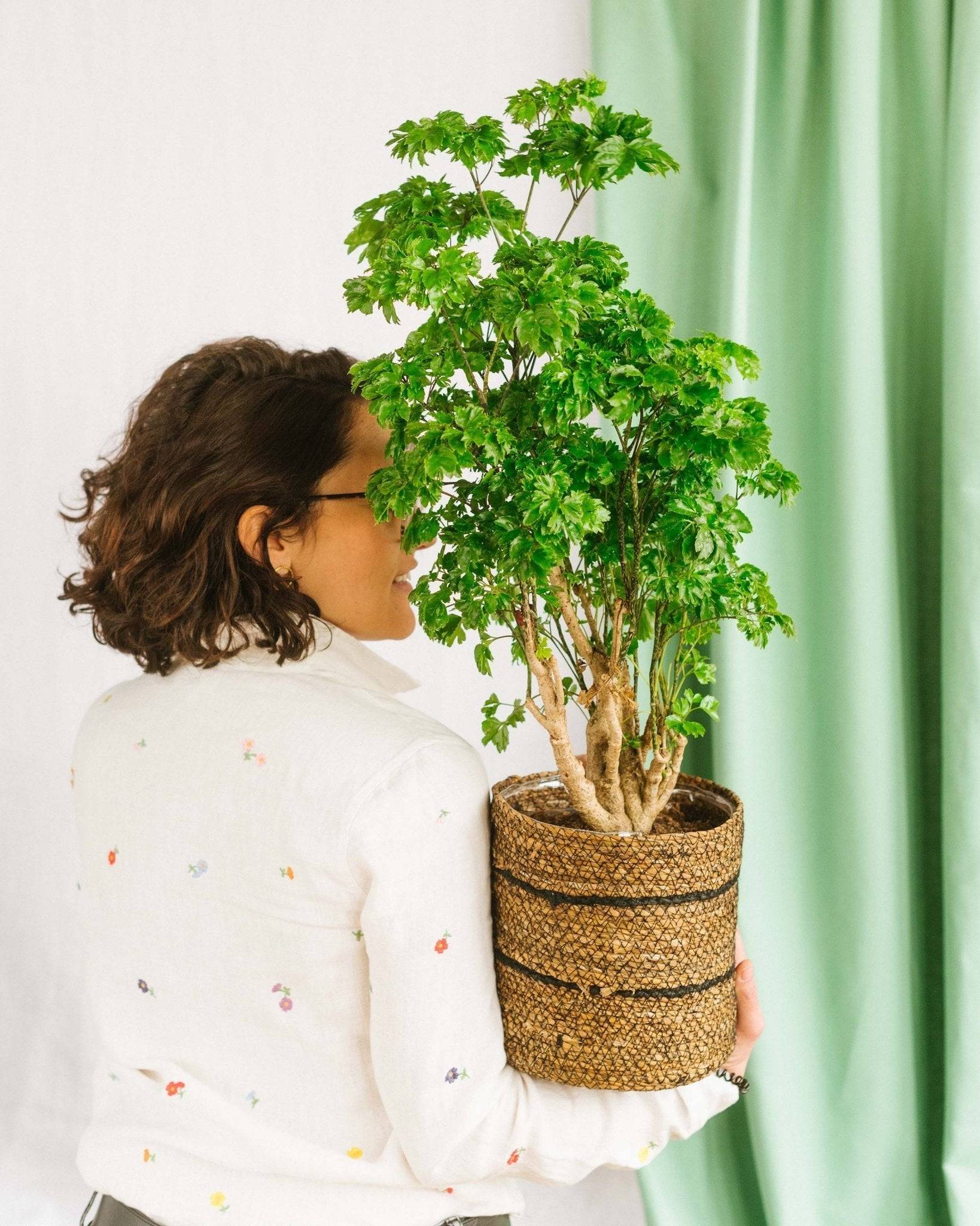 La Green Touch - Polyscias Roble 60cm - Plante d'intérieur- La Green Touch - Imagen 2