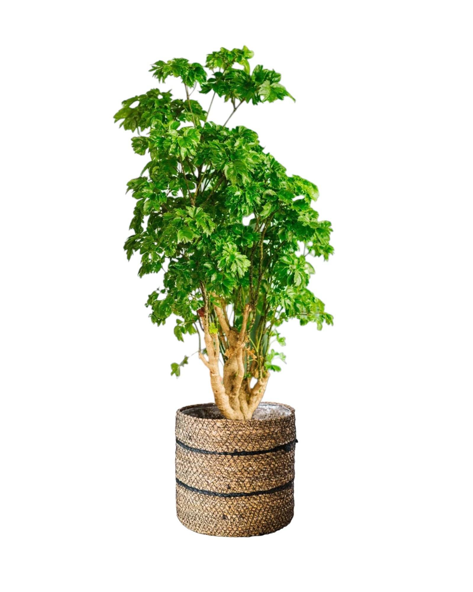 La Green Touch - Polyscias Roble 60cm - Plante d'intérieur- La Green Touch - Imagen 1
