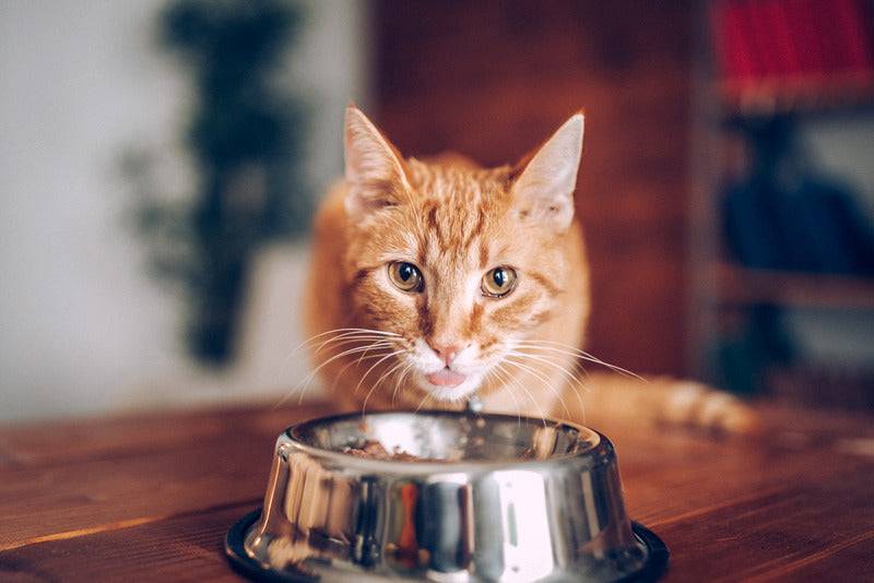 Almo Nature - Almo Nature - Croquettes Holistic Maintenance au Poulet pour Chat - Imagen 2