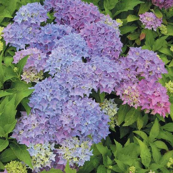 Hortensia - Hydrangea macrophylla Tovelit Pot de 2L/3L - Image 1
