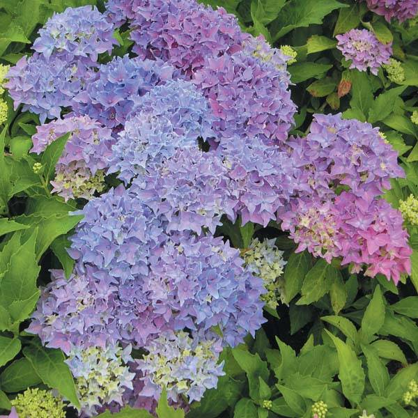 Hortensia - Hydrangea macrophylla Tovelit Pot de 2L/3L - Image 1