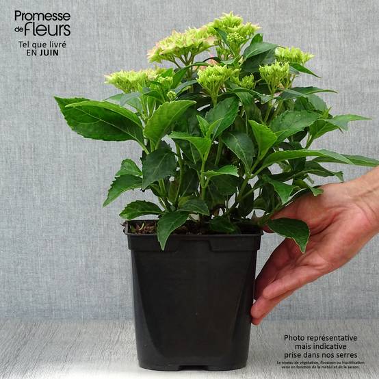 Hortensia - Hydrangea macrophylla Tovelit Pot de 2L/3L - Image 2
