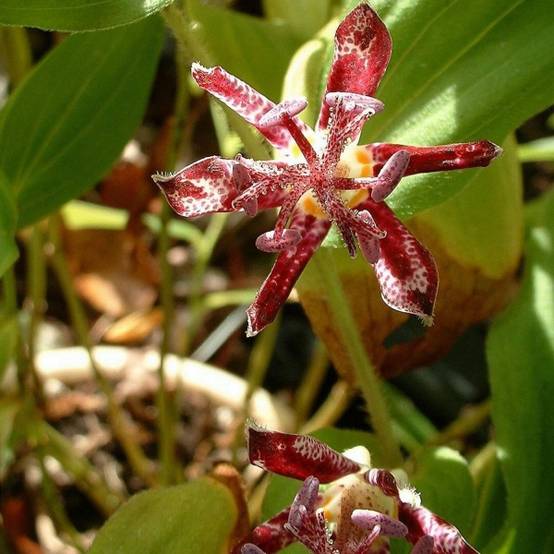 Lis Orchidée - Tricyrtis hirta Raspberry Mousse Godet de 8/9 cm