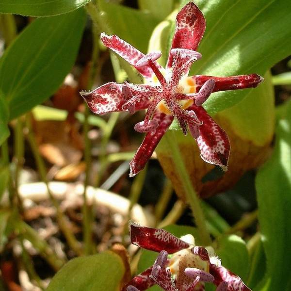 Lis Orchidée - Tricyrtis hirta Raspberry Mousse Godet de 8/9 cm