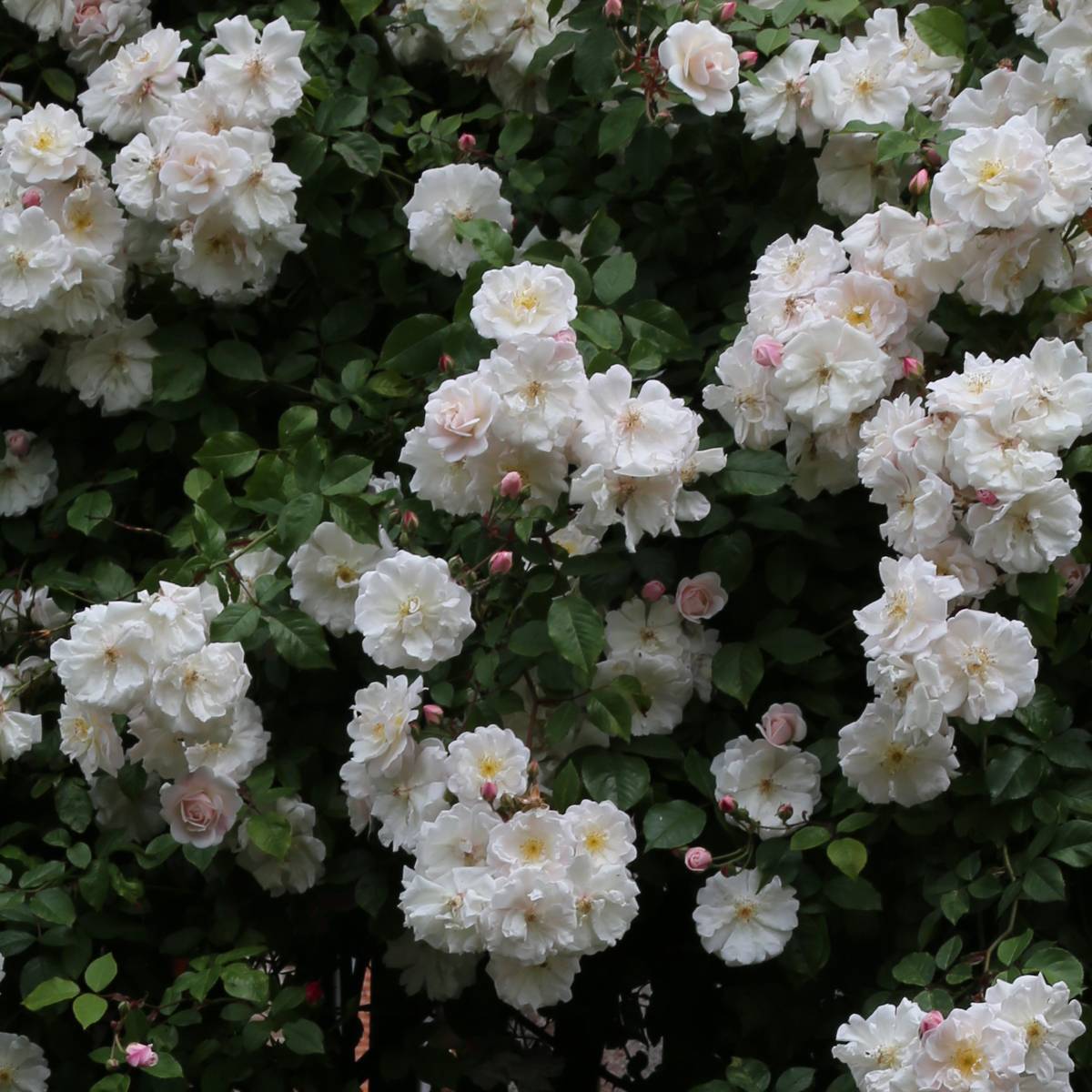 Promesse de Fleurs - Rosier liane Adélaïde d'Orléans Pot de 4L/5L