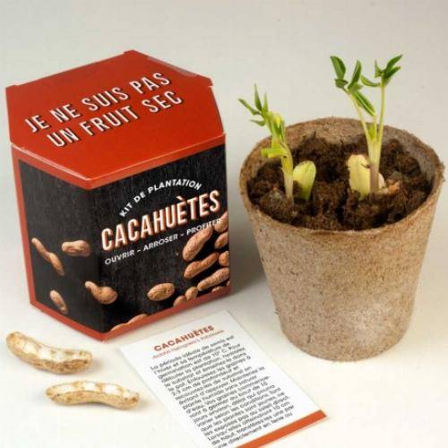 Kits d'auto culture - Cacahuètes - Imagen 2