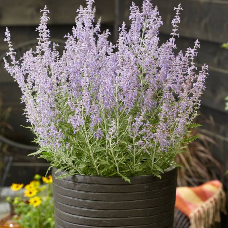 Lavande d'Afghanistan Lacey Blue® 'Lisslitt', Sauge Russe, Perovskia à fleurs Bleue - feuillage Persistant - Pot de 3L - 40/60 cm-  hauteur à maturité - Imagen 1
