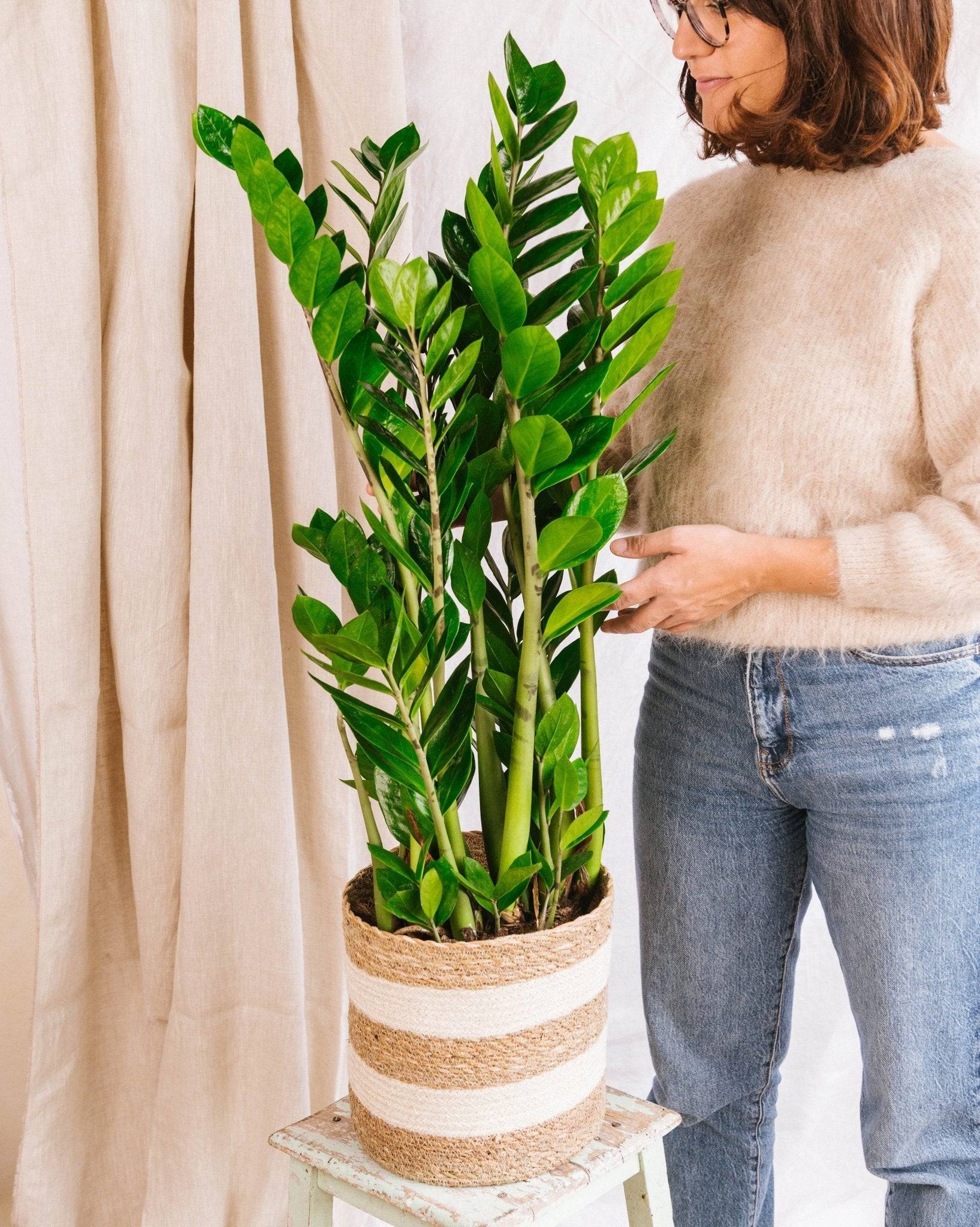 Zamioculcas Zamifiolias 100cm - Plante d'intérieur- La Green Touch - Image 2