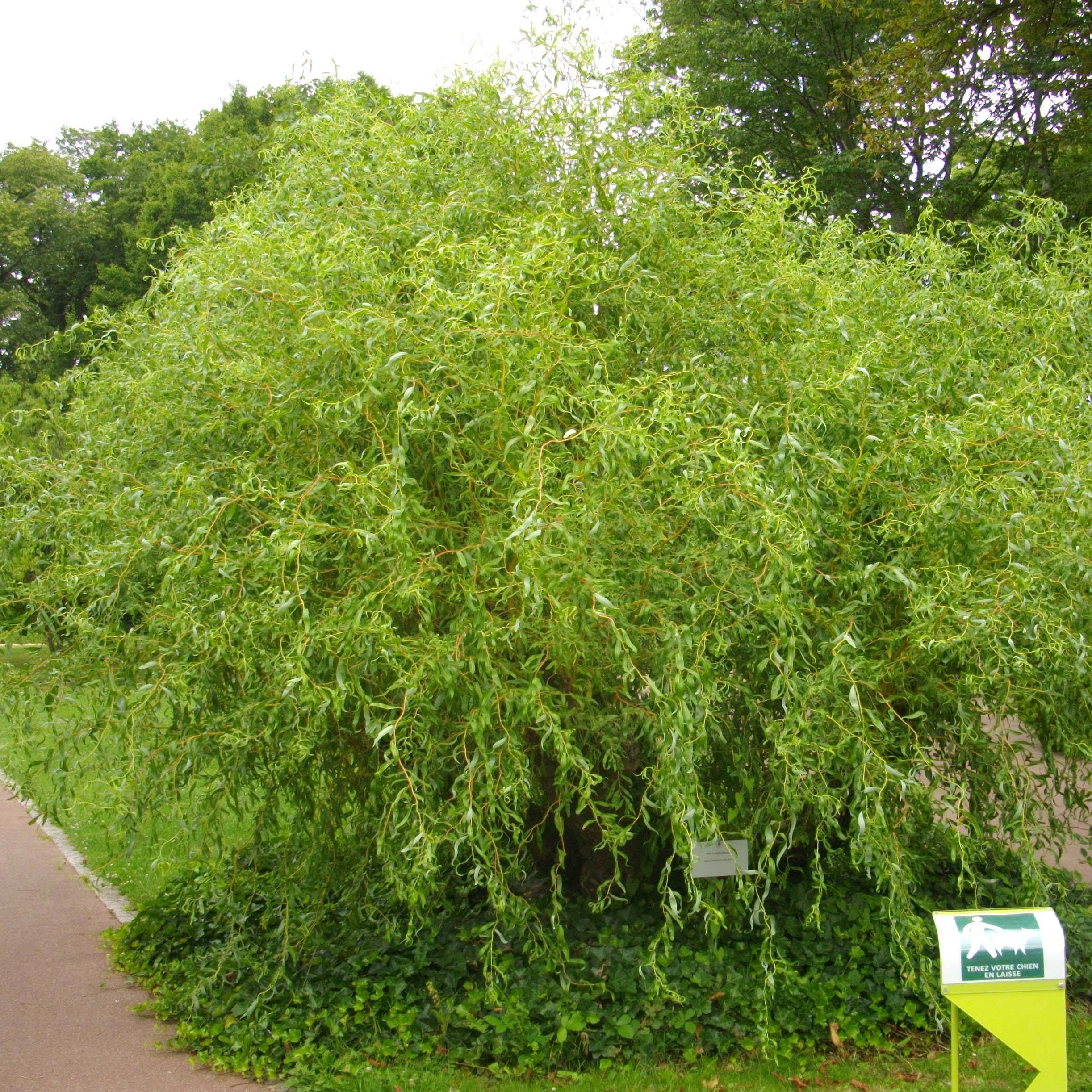 Salix erythroflexuosa - Saule tortueux Pot de 3L/4L - Image 1