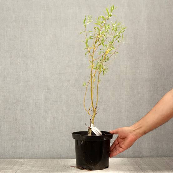 Salix erythroflexuosa - Saule tortueux Pot de 3L/4L - Image 2