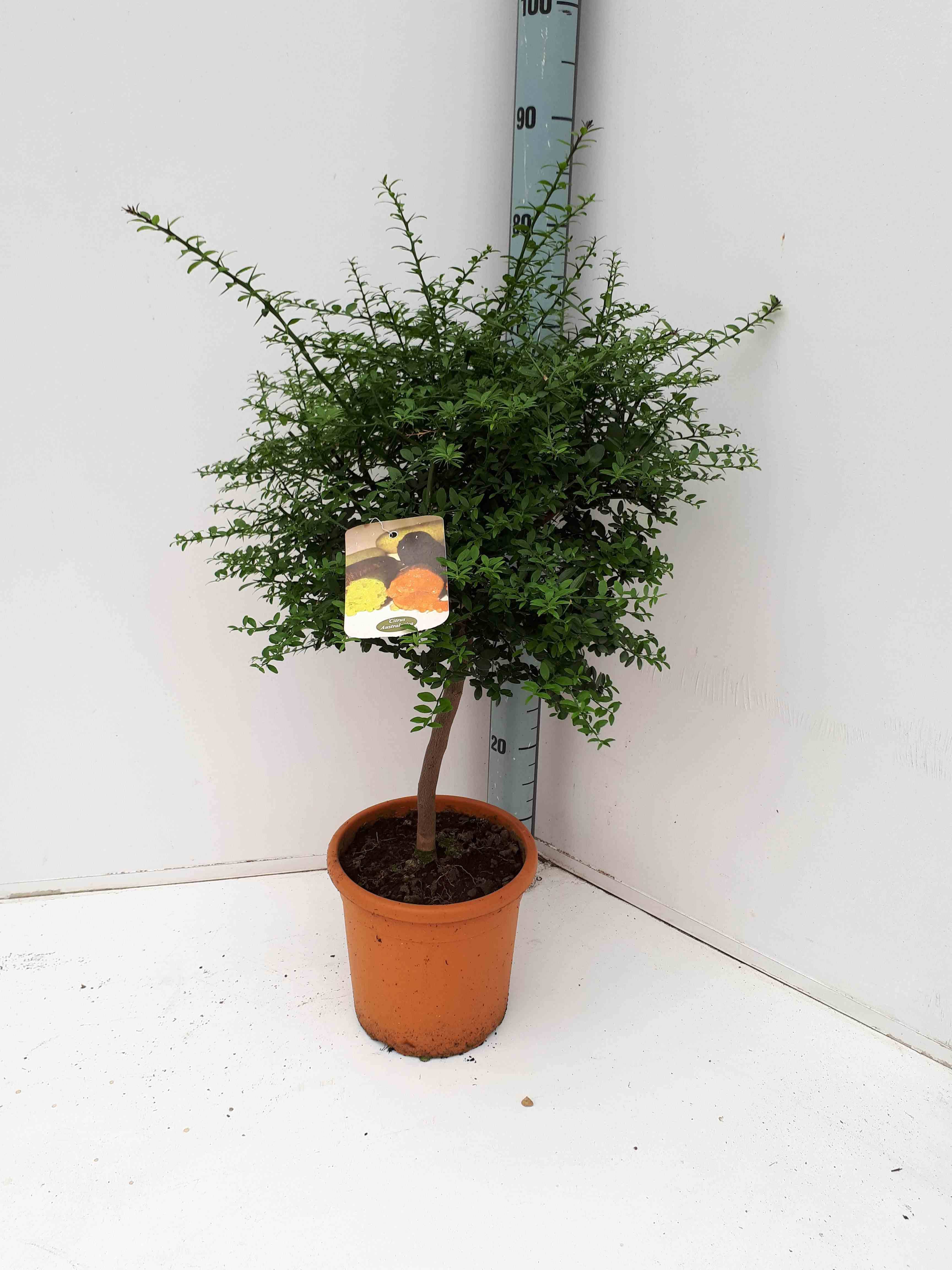 0 - Microcitrus australasica (Caviar de citron) Pot de 4 litres - 40/60 cm - Image 1