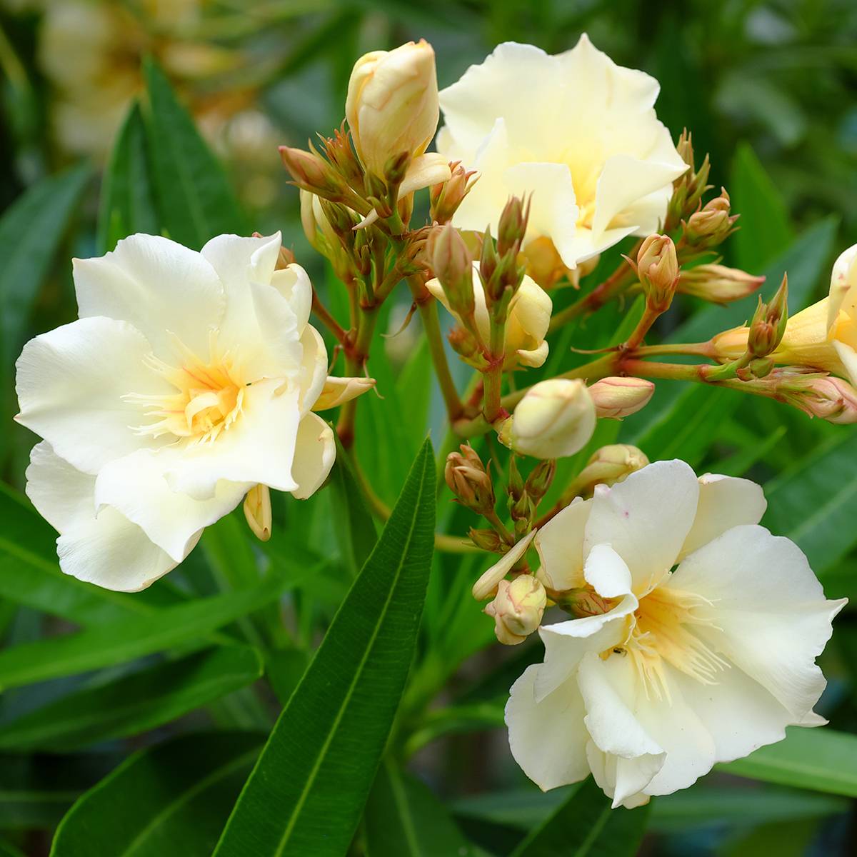 Laurier rose Luteum Plenum - Nerium oleander Pot de 2L/3L, Mini-tige, Tigette