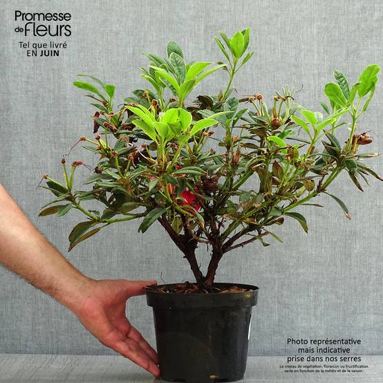 2l Pot Rhododendron Rhododendron Elizabeth Red Foliage Pot de 2L/3L - Jardiland