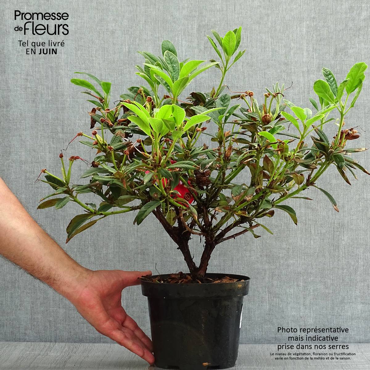 Rhododendron Elizabeth Red Foliage Pot de 2L/3L - Jardiland