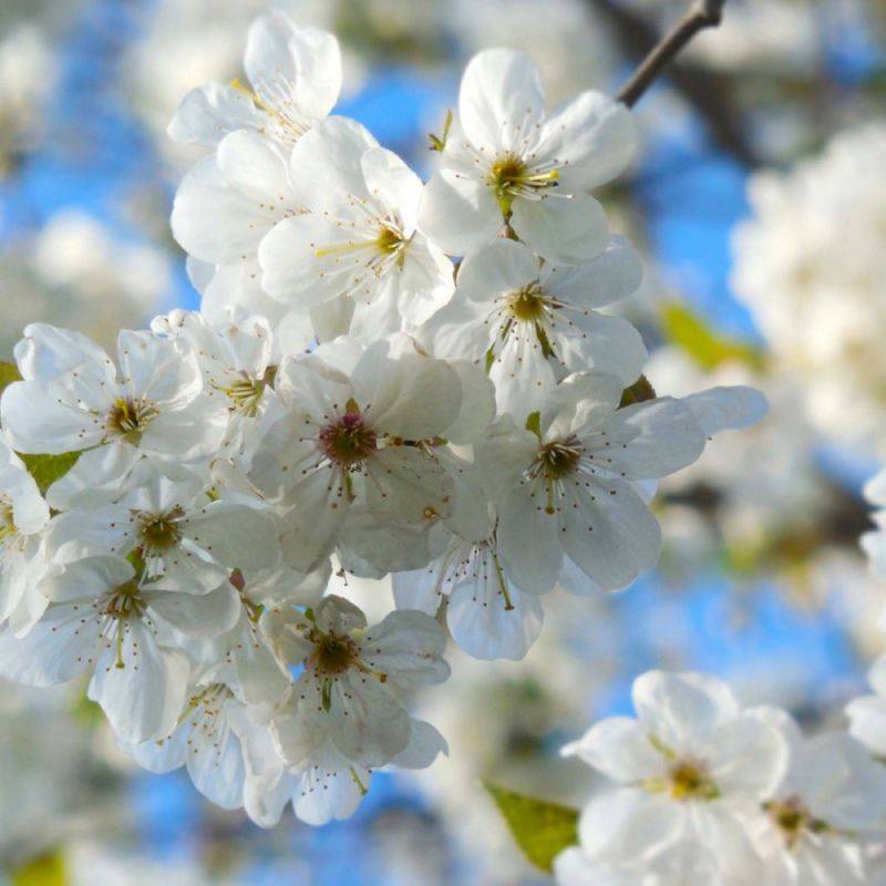 Cerisier bigarreau 'Marmotte' (Prunus avium 'Marmotte') - Scion de 150cm - Pépinières Naudet - Imagen 2