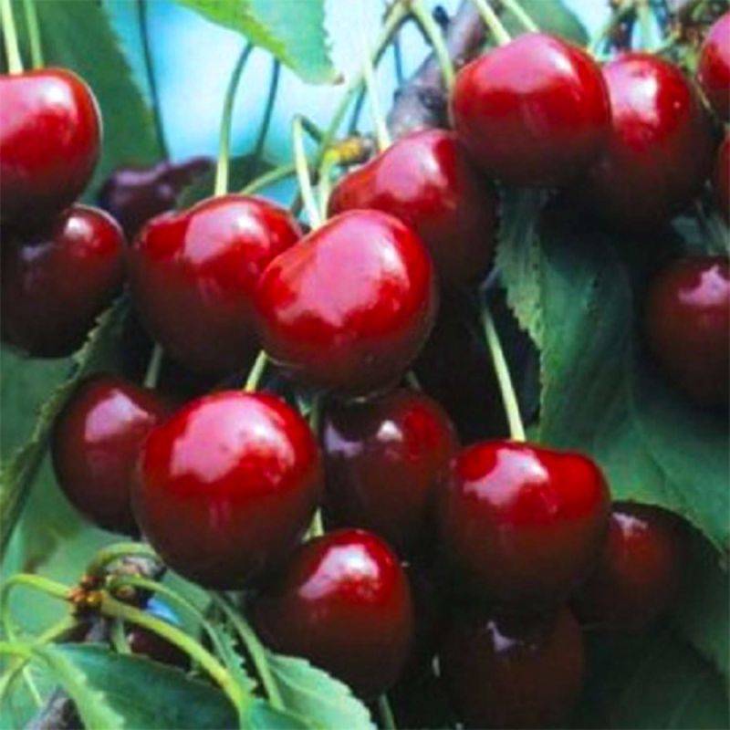 Cerisier bigarreau 'Marmotte' (Prunus avium 'Marmotte') - Scion de 150cm - Pépinières Naudet - Imagen 1