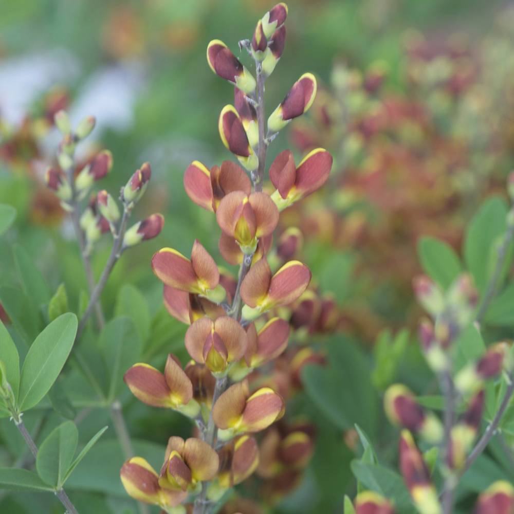 Promesse de Fleurs - Baptisia Cherries Jubilee - Lupin indigo Pot de 4L/5L