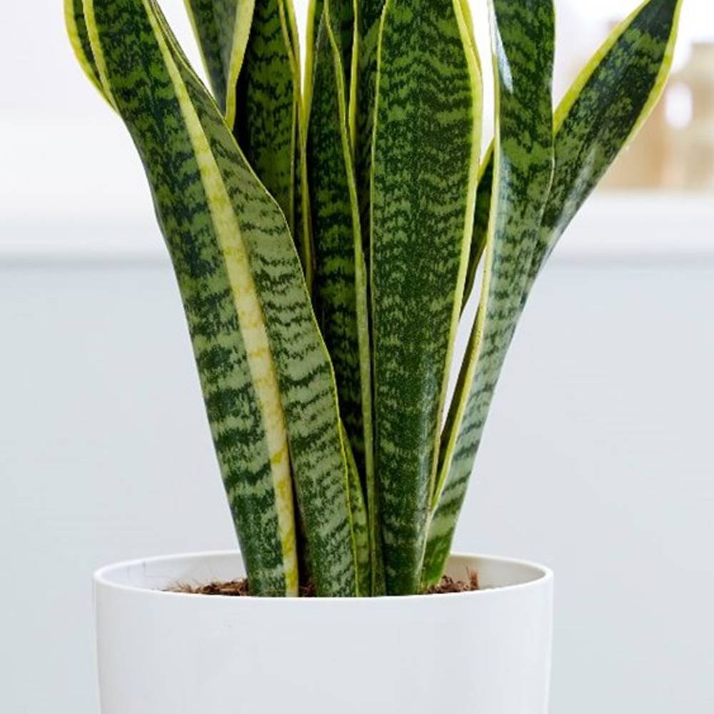 Gardenersdream - 1 X Sanseveria Laurentii Langue De Belle-Mère Plante D'Intérieur Saine En Pot De 9 Cm - GardenersDream - Imagen 3