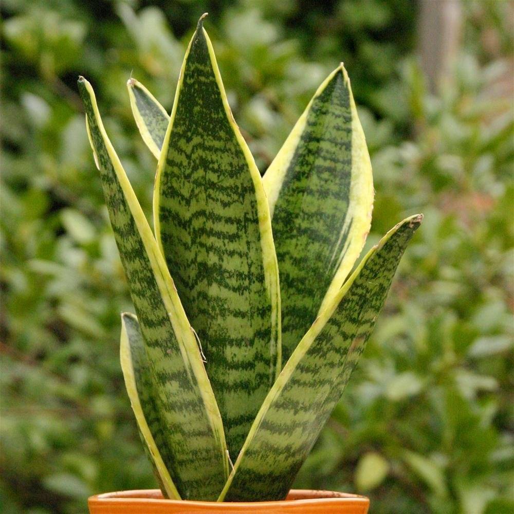 Gardenersdream - 1 X Sanseveria Laurentii Langue De Belle-Mère Plante D'Intérieur Saine En Pot De 9 Cm - GardenersDream - Imagen 1