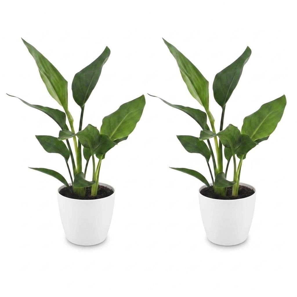 Strelitzia Reginea - Oiseau de paradis - Pot de 12cm - 2 plantes - Blanc - Plantes d'intérieur - Image 2