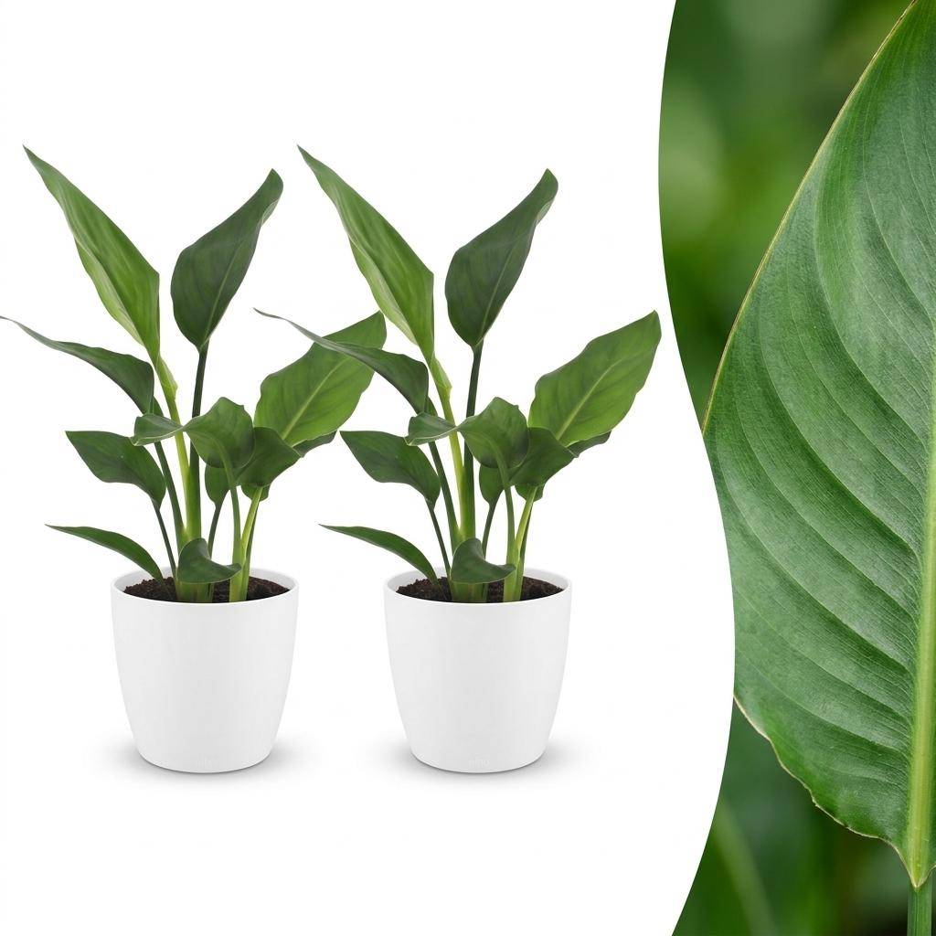 Strelitzia Reginea - Oiseau de paradis - Pot de 12cm - 2 plantes - Blanc - Plantes d'intérieur