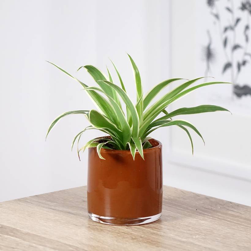 Promesse de Fleurs - Chlorophytum Irish - Plante araignée  Mini-plante