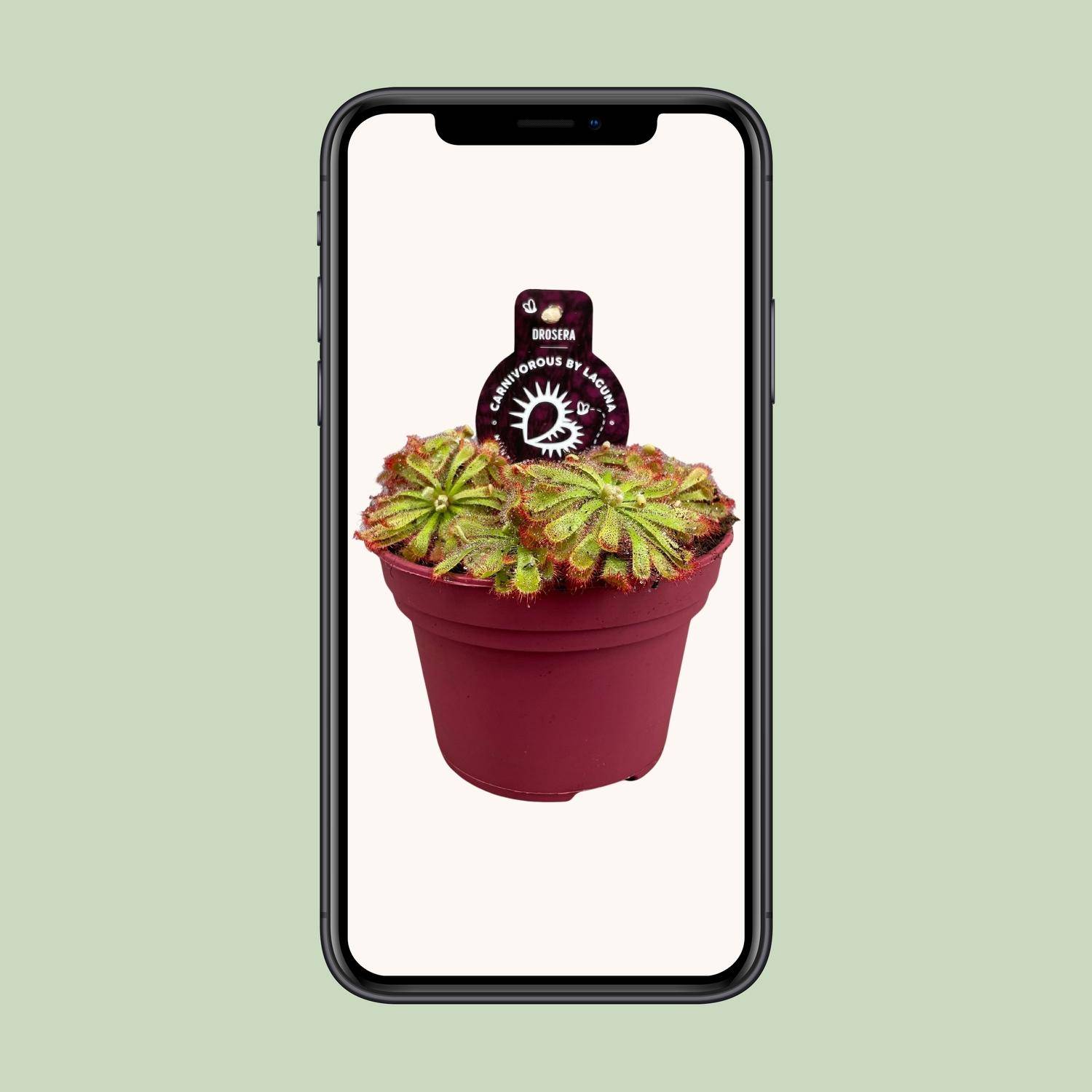 La Green Touch - Drosera Aliciae - D12 H12cm - Imagen 3