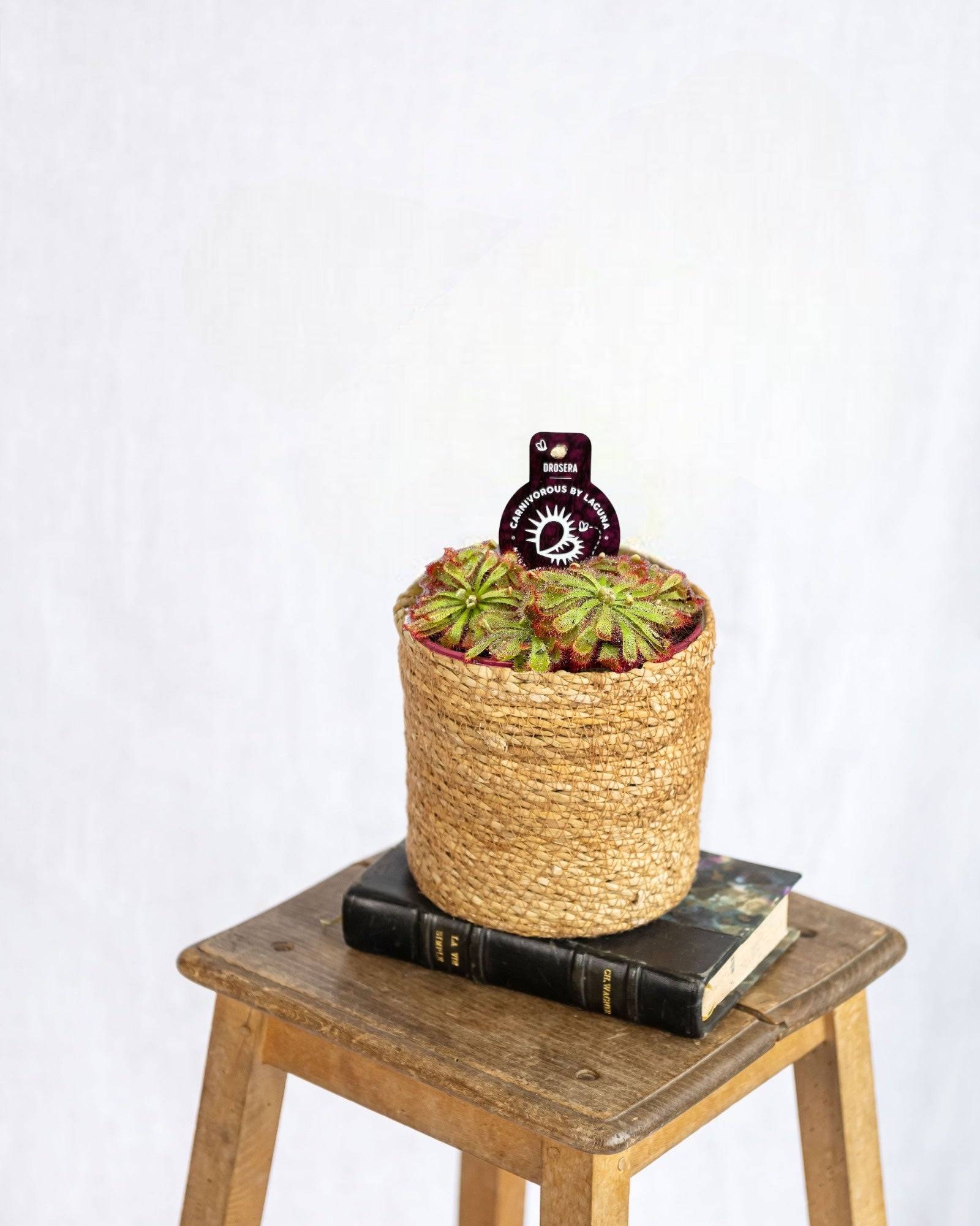La Green Touch - Drosera Aliciae - D12 H12cm - Imagen 1