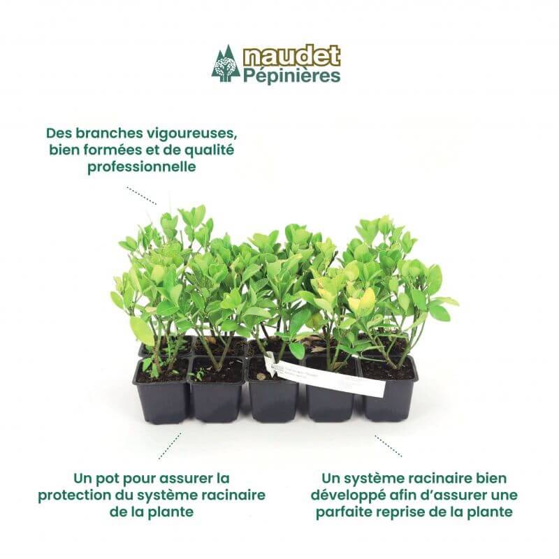 10 Eucalyptus (Eucalyptus Gunnii) - Haie de Eucalyptus -  - Pépinières Naudet - Imagen 4