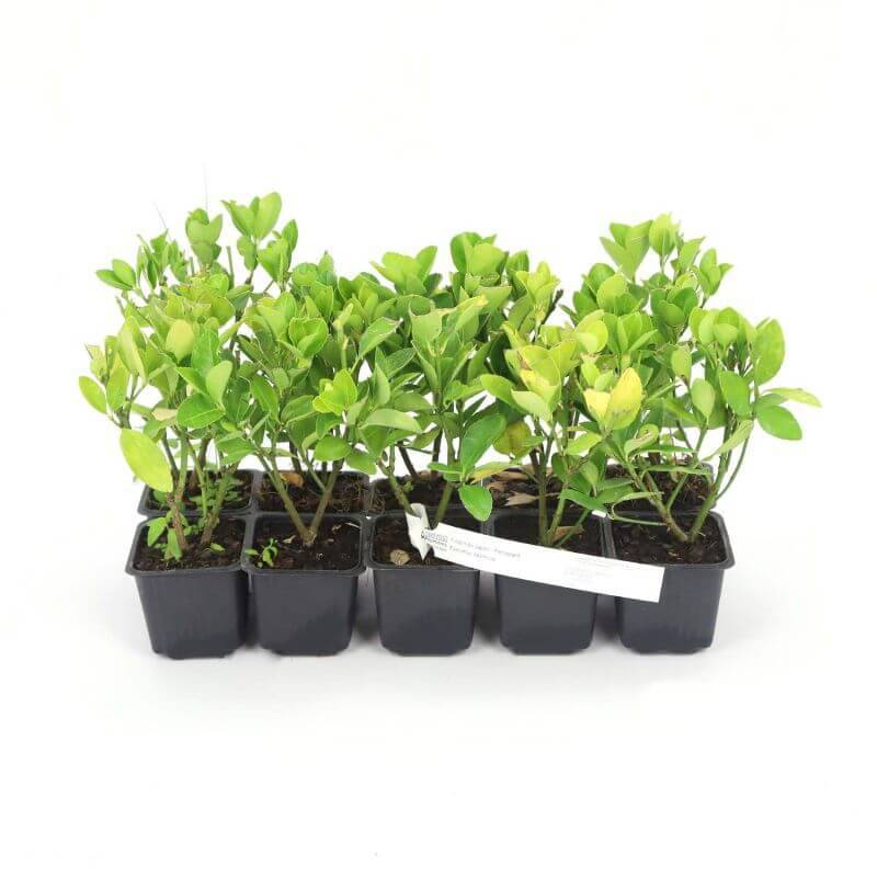 10 Eucalyptus (Eucalyptus Gunnii) - Haie de Eucalyptus -  - Pépinières Naudet - Imagen 3