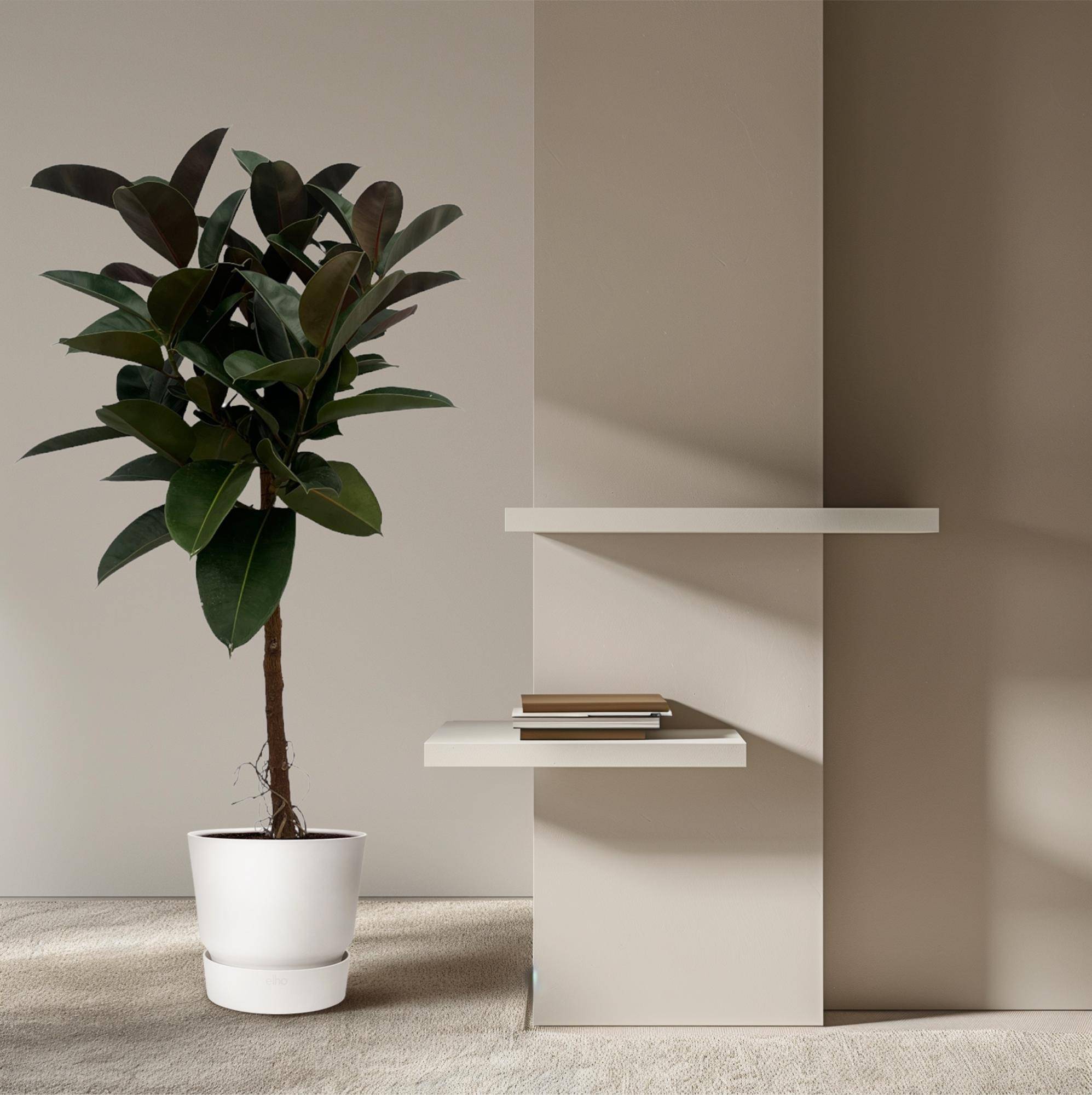 Ficus Elastica Robusta sur tige - Plantes d'intérieur - Image 2