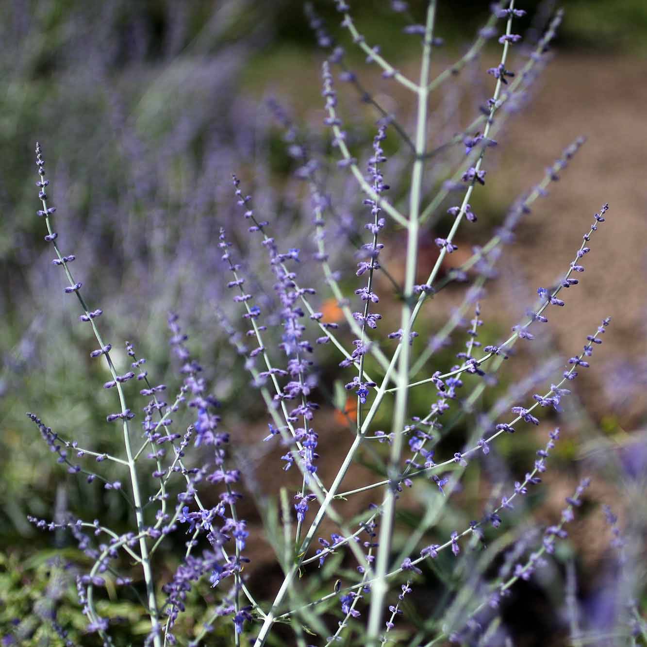 Perovskia atriplicifolia Little Spire - Sauge d'Afghanistan compacte Pot de 2L/3L