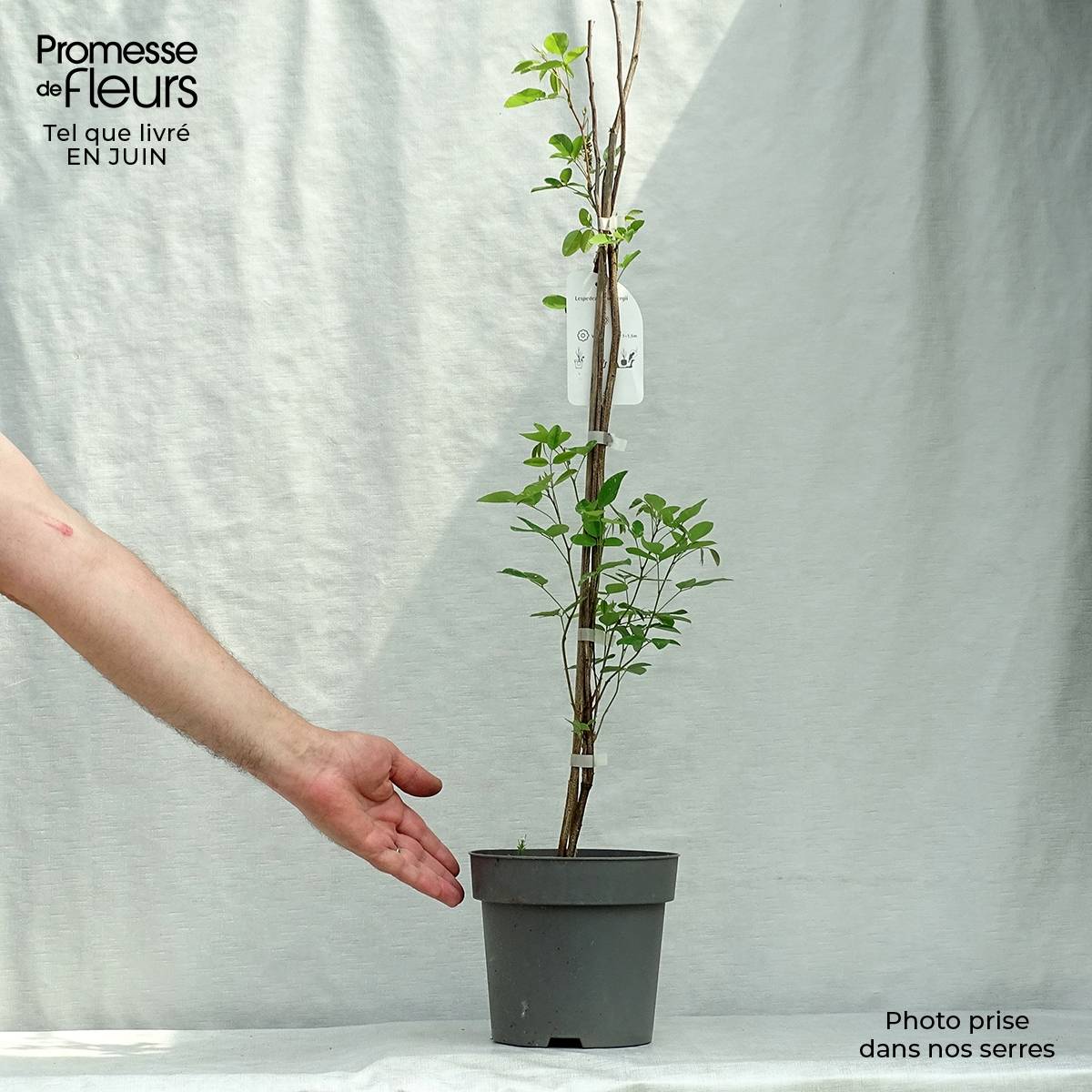 Promesse de Fleurs - Lespedeza thunbergii Pot de 2L/3L - Image 2