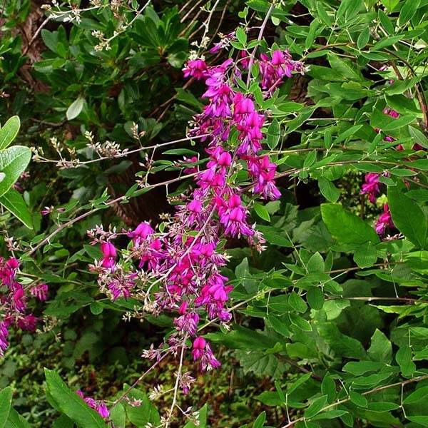 Promesse de Fleurs - Lespedeza thunbergii Pot de 2L/3L - Image 1