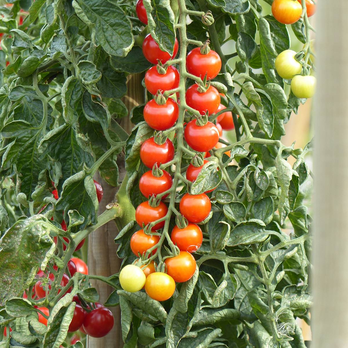 Tomate cerise Rubylicious F1 - Graines le sachet de 8 graines environ