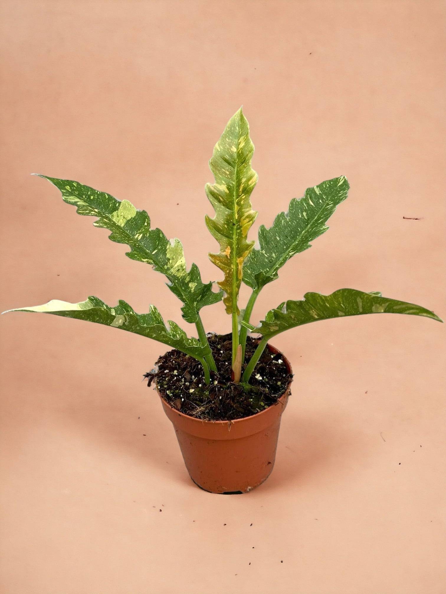 Philodendron Ring Of Fire- La Green Touch
