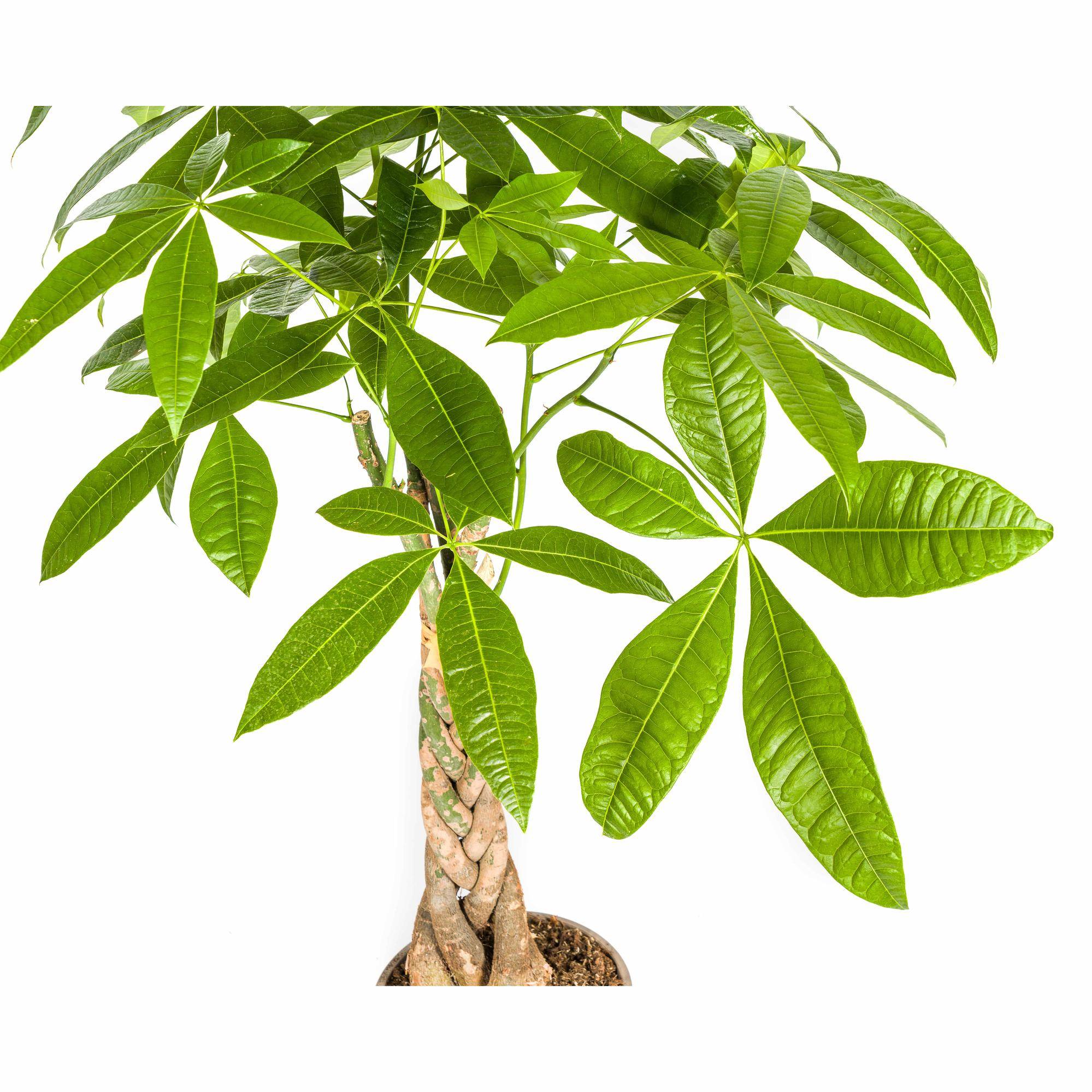 La Green Touch - Pachira aquatica avec panier - Arbre à argent - H 90-110 cm, pot Ø21 cm - Image 2
