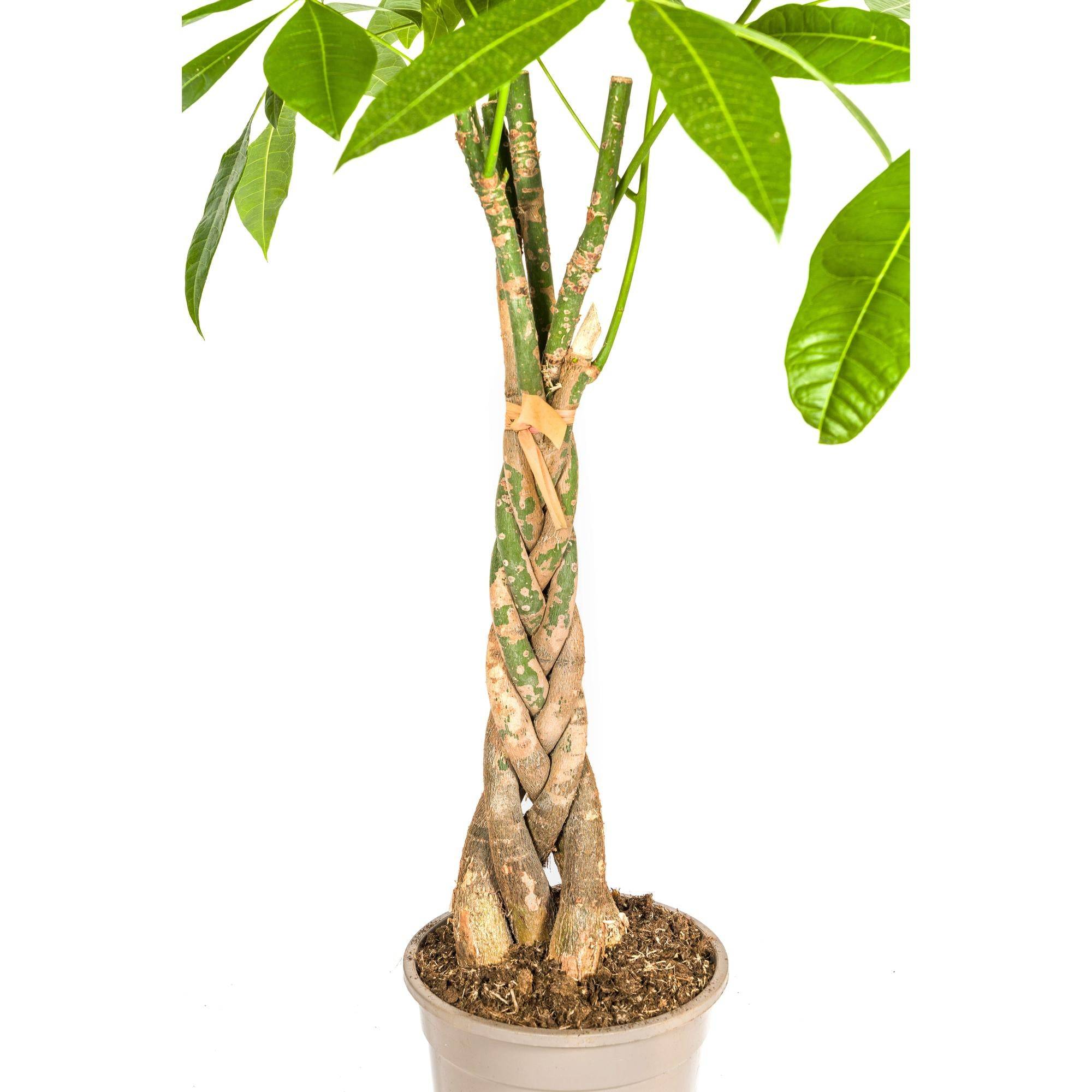 La Green Touch - Pachira aquatica avec panier - Arbre à argent - H 90-110 cm, pot Ø21 cm - Image 4