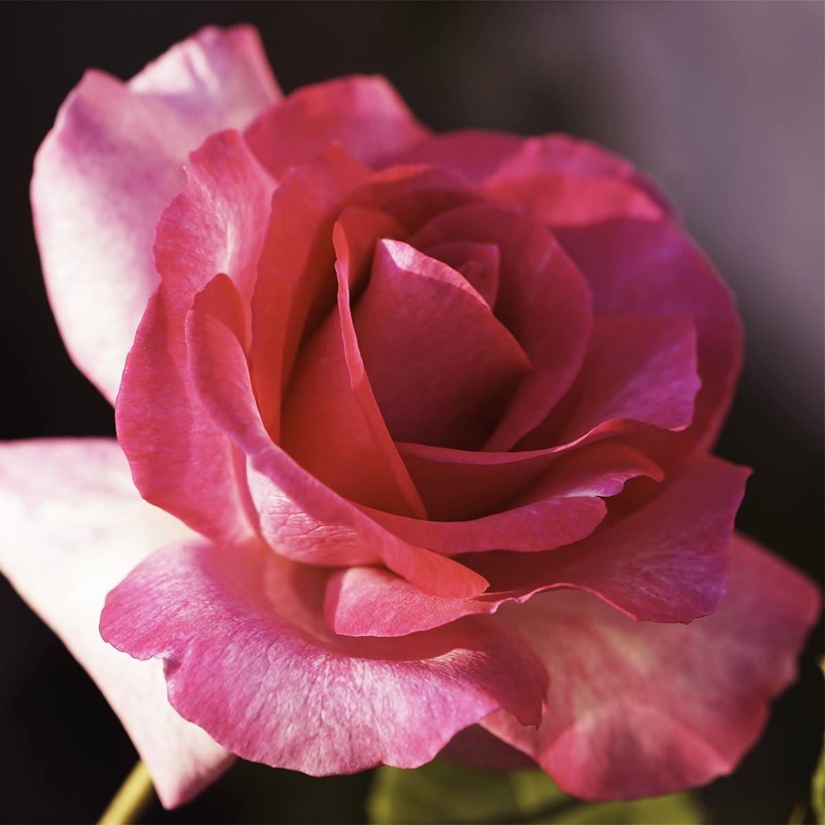 Promesse de Fleurs - Rosier à grandes fleurs Guignol Pot de 4L/5L